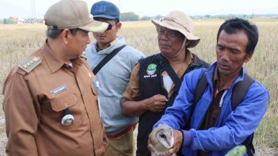 Petani di Sukatani Basmi Hama Tikus Dengan Burung Hantu