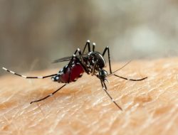 Masyarakat Diimbau Waspada DBD di Musim Kemarau, Ini Langkahnya