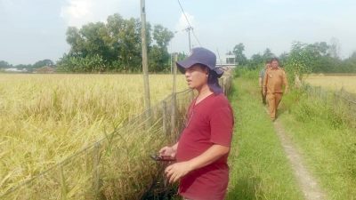 Panen Melimpah, Kecamatan Bojongmangu Kembangkan Padi Inpago 13